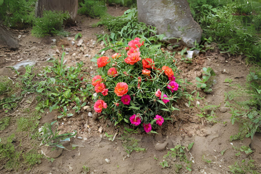 Live Plant Basket - Large Portulaca grandiflora, Moss Rose, Colorful Succulent Ground Cover, Drought-Tolerant Annual