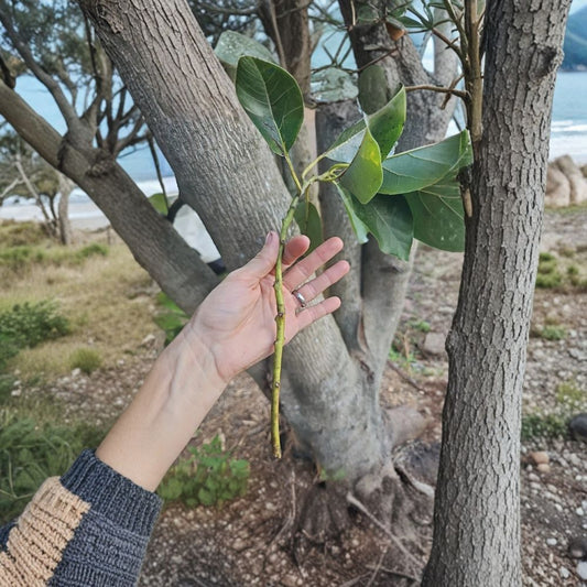 Avozilla Avocado Scions – Persea americana World’s Largest Avocado Variety | 5 Fresh Scions for Grafting Cold Hardy Selection • Australian Cultivar