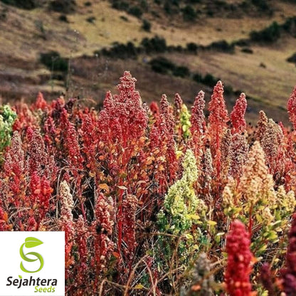 Brilliant Rainbow Quinoa Seeds 100+ | Greens & Grain Vegetable NON-GMO USA