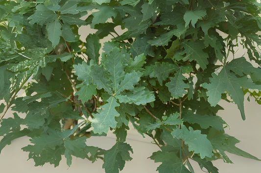 English Upright Oak English Oak (Quercus robur 'Fastigiata')