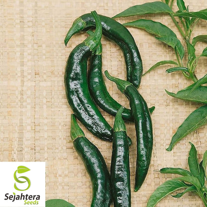 Pasilla Bajio Hot Pepper Seeds 50+ | Heirloom NON-GMO Vegetable USA