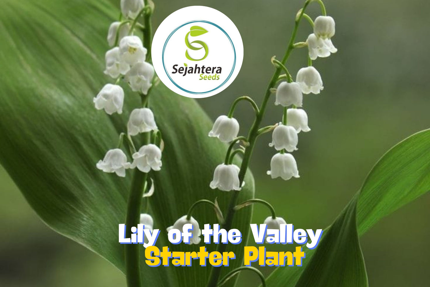 Lily of the Valley - 12+ Pips - White Fragrant Hardy Perennial Ground Cover