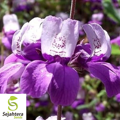 1000+ Collinsia Chines Houses Seeds - Purple White Annual Wildflower, USA