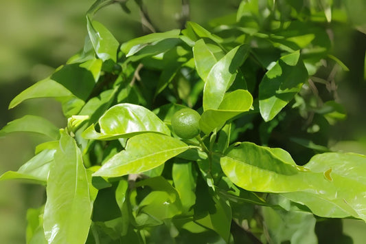 Fresh Organic Bitter Orange Leaves 20 Pack - Citrus × aurantium - Hand Harvested from Tucson, AZ