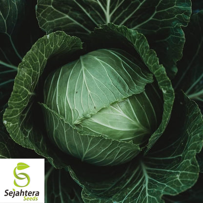 Brunswick Cabbage Seeds 500+ | Danish Ballhead Vegetable NON-GMO USA