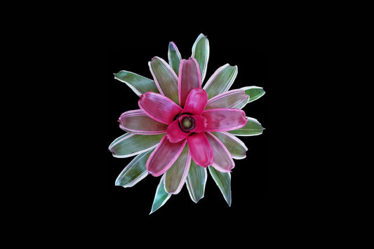 Neoregelia Mona Lisa 6" Bromeliad Plant - Tropical Indoor Houseplant - Exotic Colorful Foliage - Neoregelia spp.
