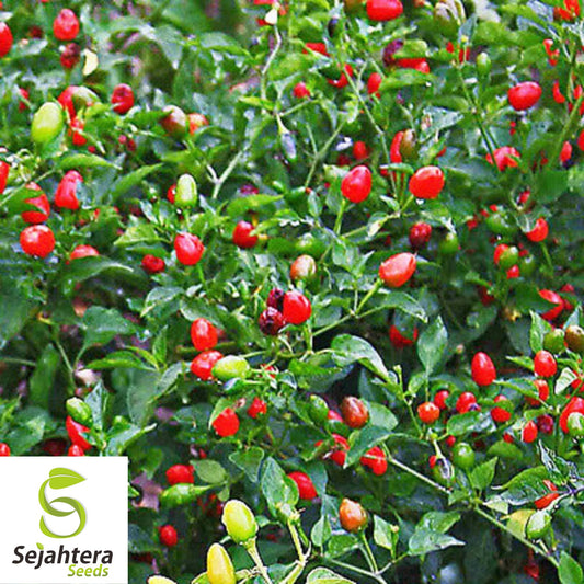 20 Fire Cracker Pepper Seeds - Non-GMO, Ornamental & Spicy Variety