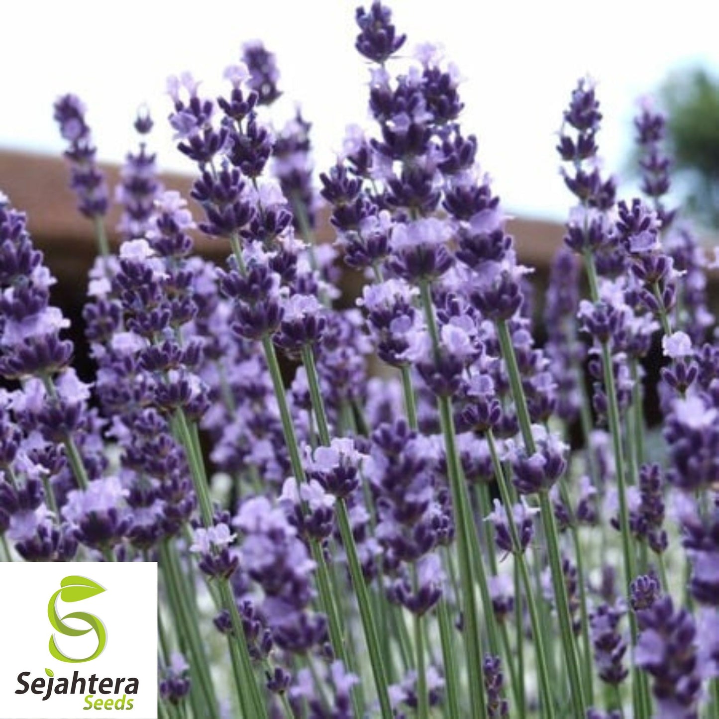Lavender Vera Seeds - 1000+ Heirloom, Strong Scent, Medicinal & Pollinator-Friendly