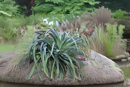 Octopus Agave Seeds - 10 Pack - Agave vilmoriniana - Unique Twisting Leaves - Free Shipping on Orders Over $35