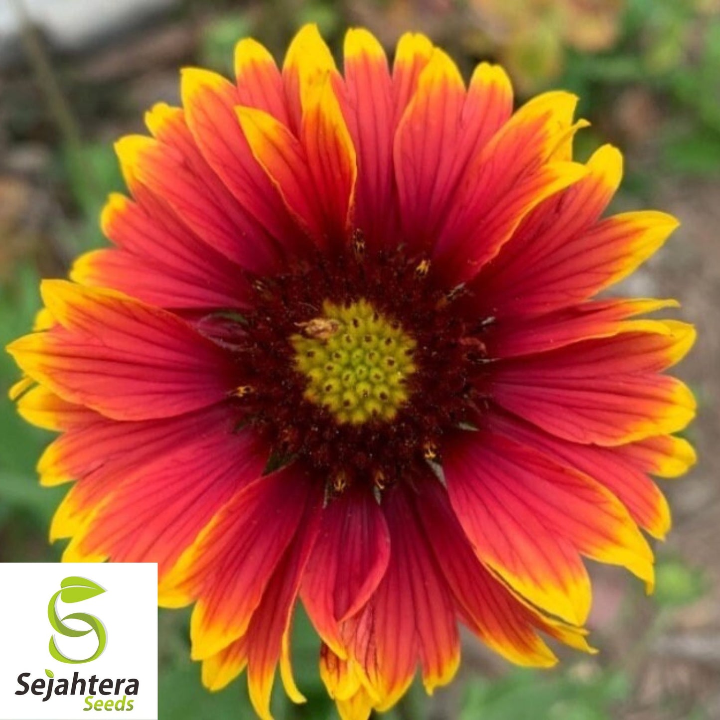 Indian Blanket Flower Seeds - 50+ Heirloom, Perennial, Native Wildflower, Rare