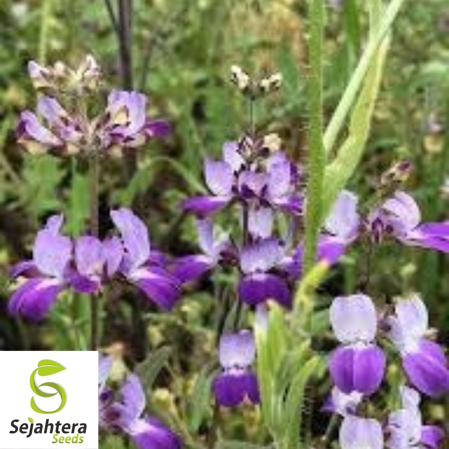 1000+ Collinsia Chines Houses Seeds - Purple White Annual Wildflower, USA