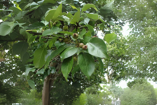 Chinese Pear Harbin Sand Ussurian Pear (Pyrus ussuriensis)