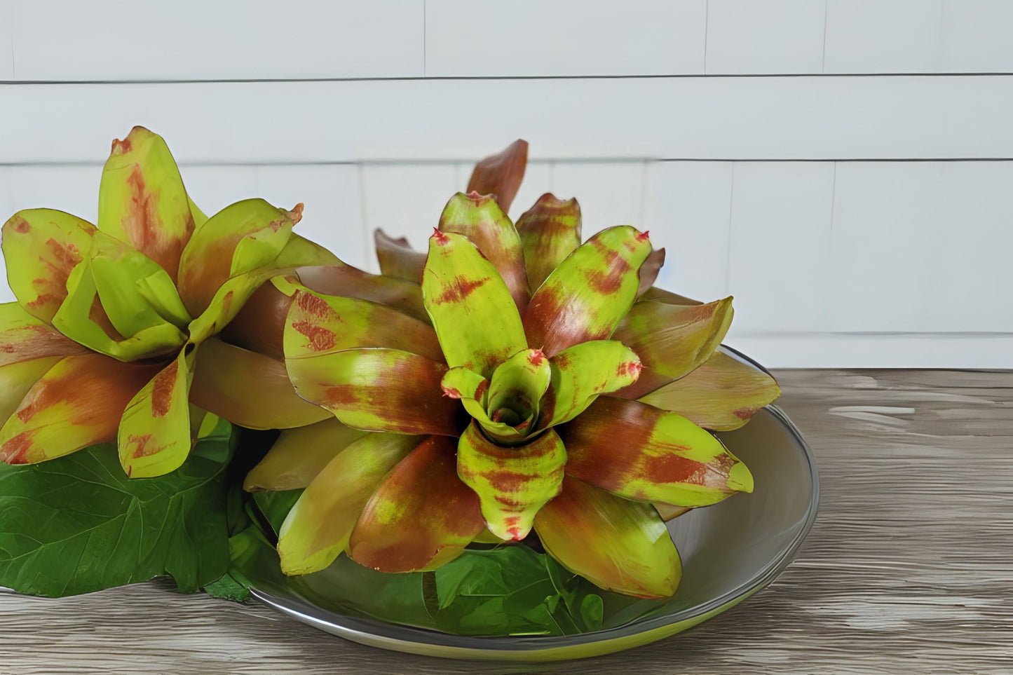 Neoregelia Plant 6" - Hawaii Variety - Vibrant Bromeliad - Neoregelia spp. - Live Indoor Tropical Houseplant