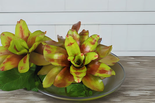 Neoregelia Plant 6" - Hawaii Variety - Vibrant Bromeliad - Neoregelia spp. - Live Indoor Tropical Houseplant