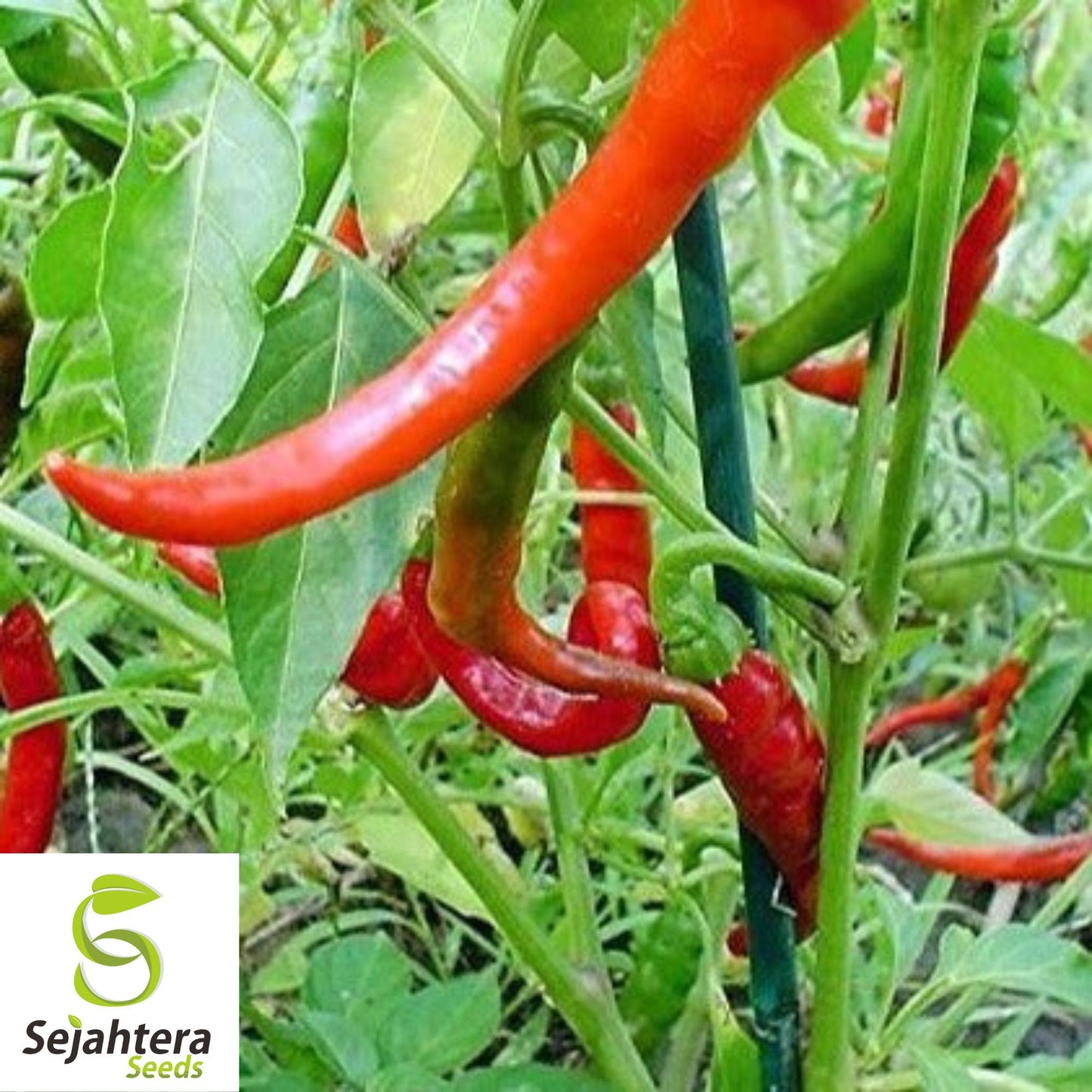 25 Cowhorn Pepper Seeds - Non-GMO, Spicy & Productive Variety