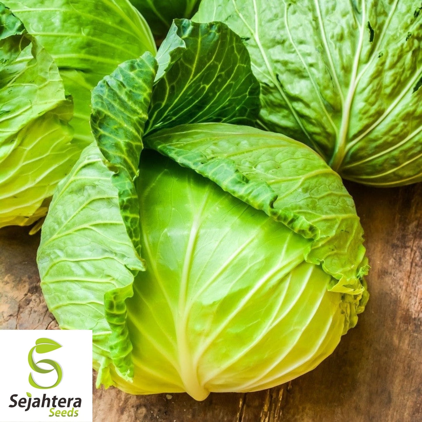 Brunswick Cabbage Seeds 500+ | Danish Ballhead Vegetable NON-GMO USA