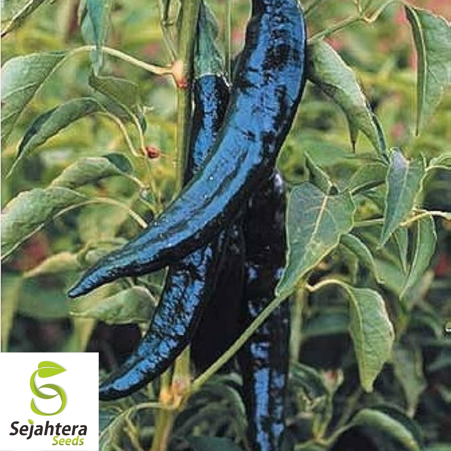 Pasilla Bajio Hot Pepper Seeds 50+ | Heirloom NON-GMO Vegetable USA