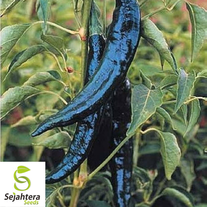 Pasilla Bajio Hot Pepper Seeds 50+ | Heirloom NON-GMO Vegetable USA