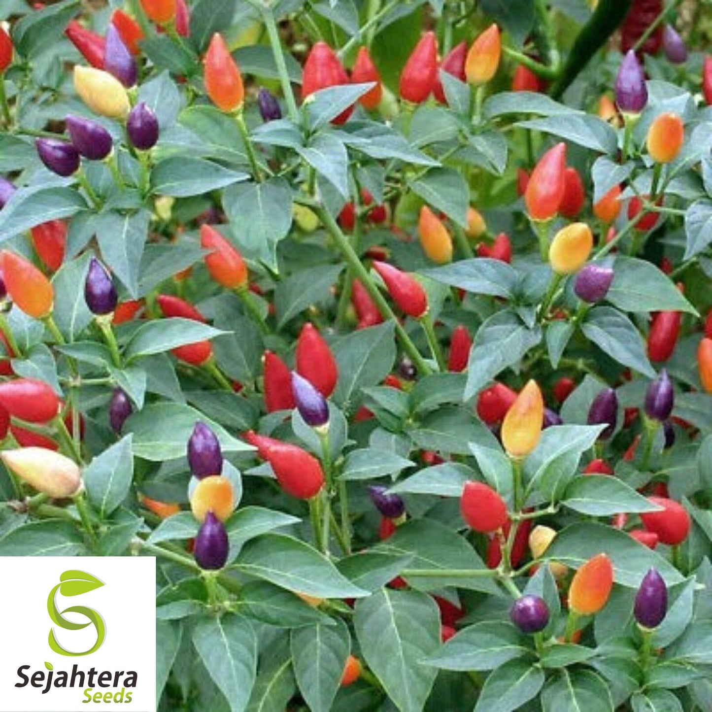 20 Fire Cracker Pepper Seeds - Non-GMO, Ornamental & Spicy Variety