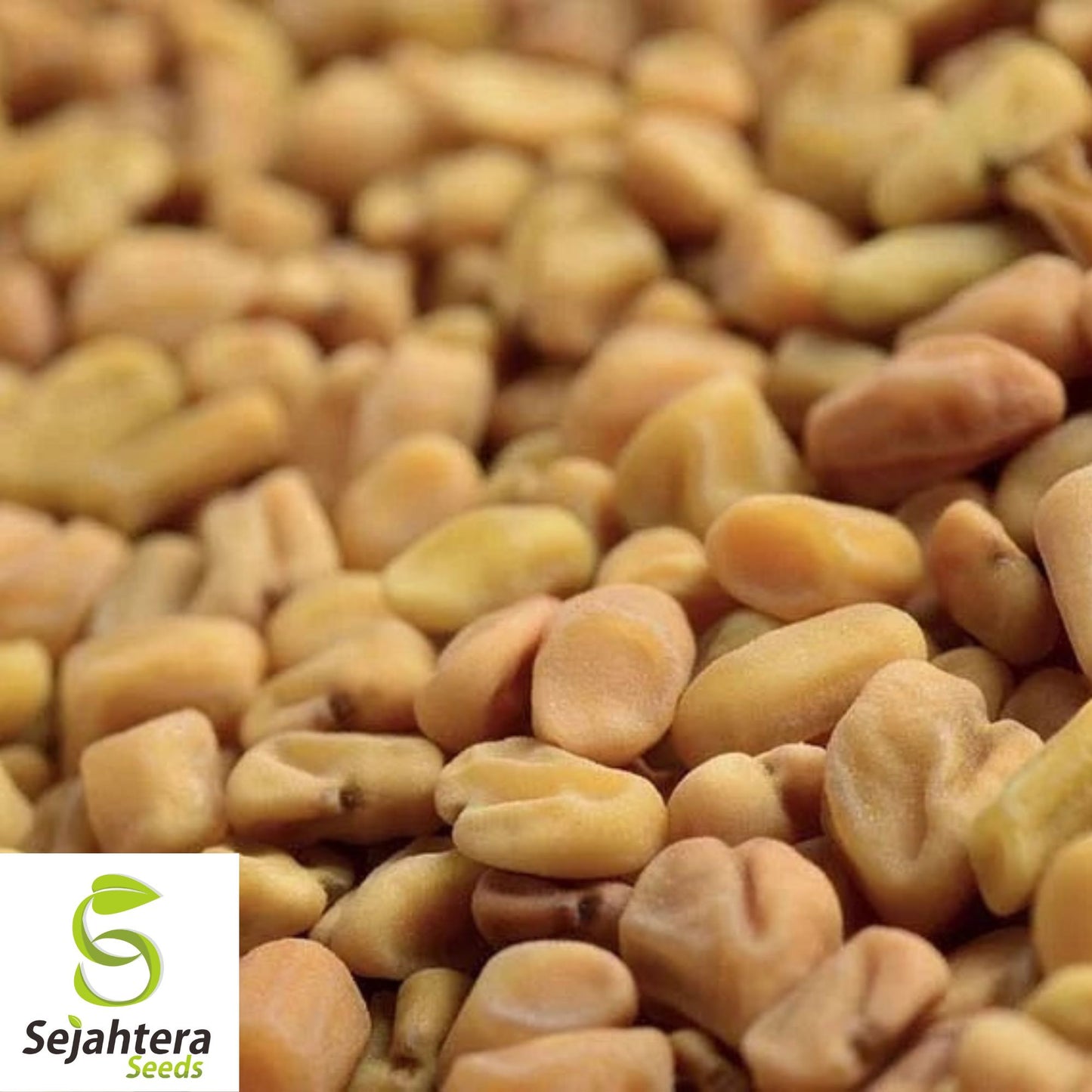 100 Fenugreek Seeds - Non-GMO, Heirloom & Versatile Herb