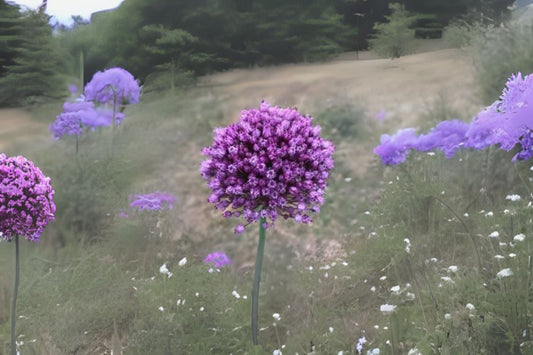 Organic Wild Leek Seeds - 20 Seeds - Allium ampeloprasum - Culinary & Medicinal Herb