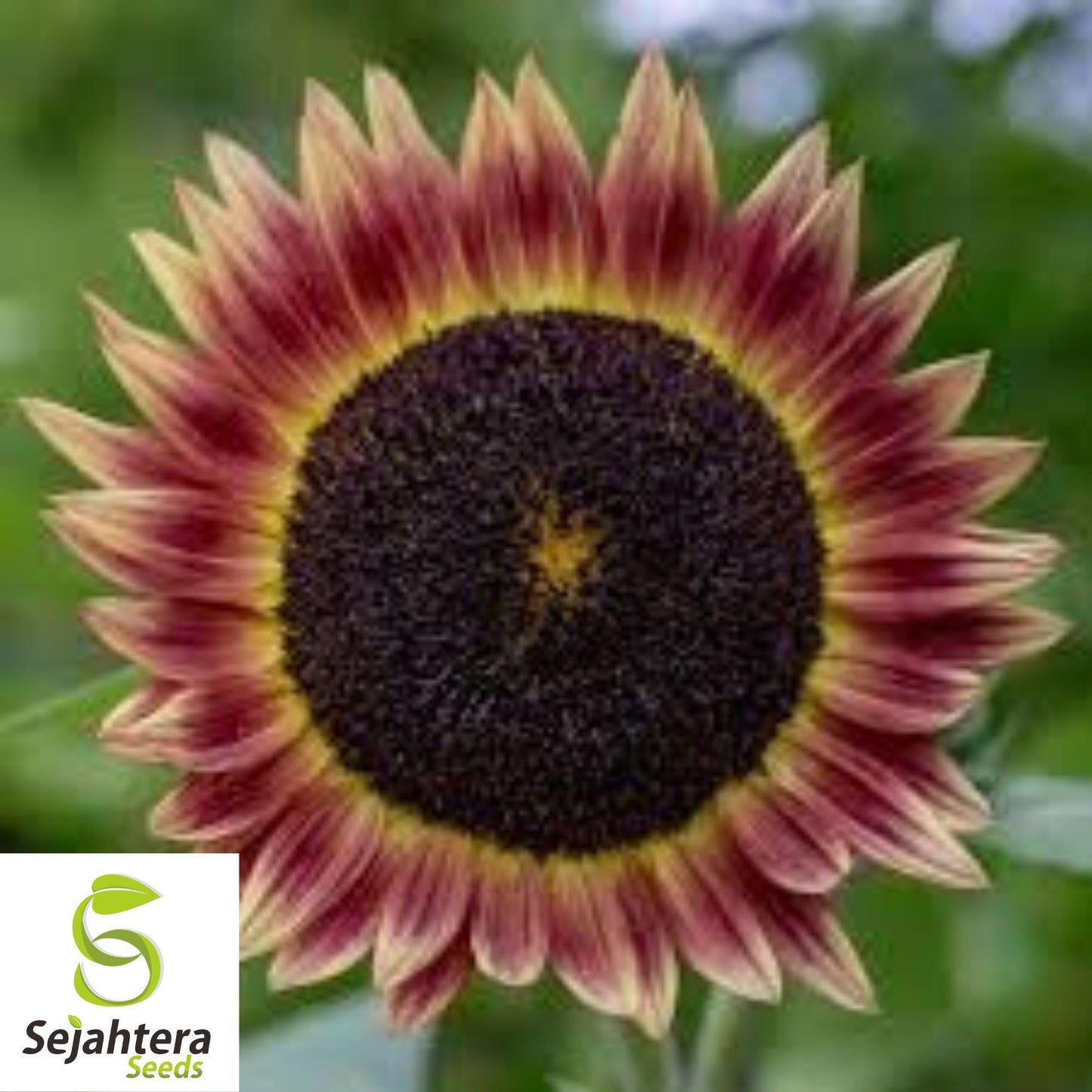 Indian Blanket Sunflower Seeds - 25+ Native Wildflower - Heirloom & Cut Flowers