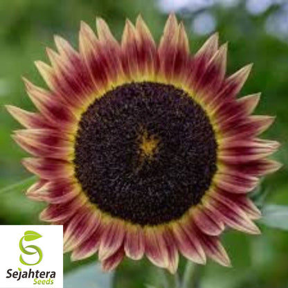 Indian Blanket Sunflower Seeds - 25+ Native Wildflower - Heirloom & Cut Flowers
