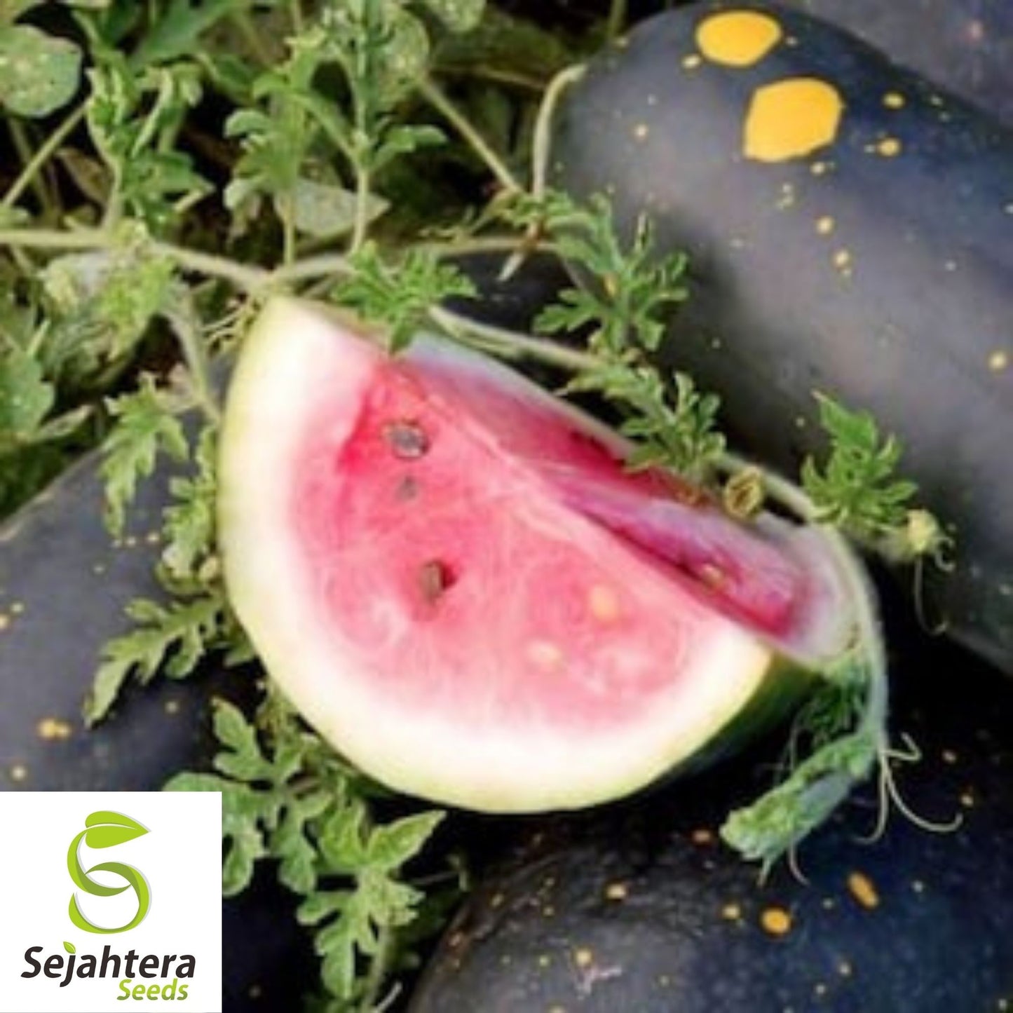 Moon and Stars Red Watermelon Seeds 15 Ct | 15-25 lbs Fruit NON-GMO USA