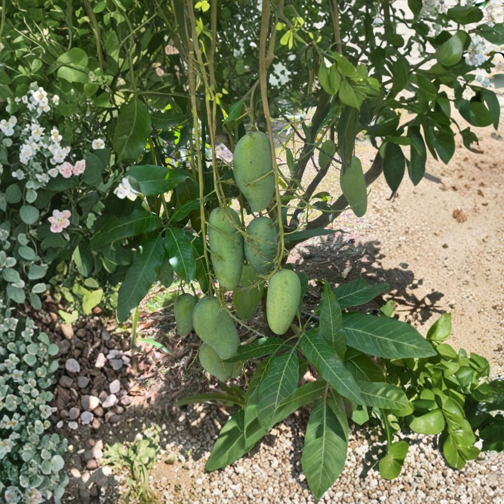 Pram Kai Mea Mango Tree – Mangifera indica Live Tree | 3 Gallon Pot | Approximately 3 Feet Tall  Sweet & Fiberless | Compact Growth | Tropical Fruit Favorite