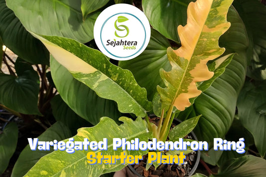 Variegated Philodendron Ring of Fire - Rare Live Houseplant in 4" Pot