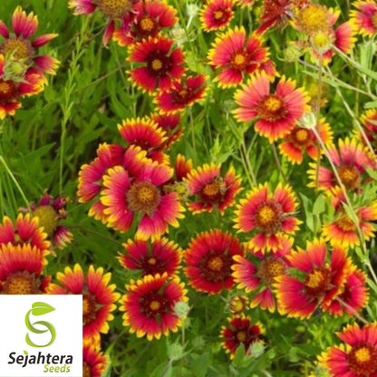 Indian Blanket Flower Seeds - 50+ Heirloom, Perennial, Native Wildflower, Rare