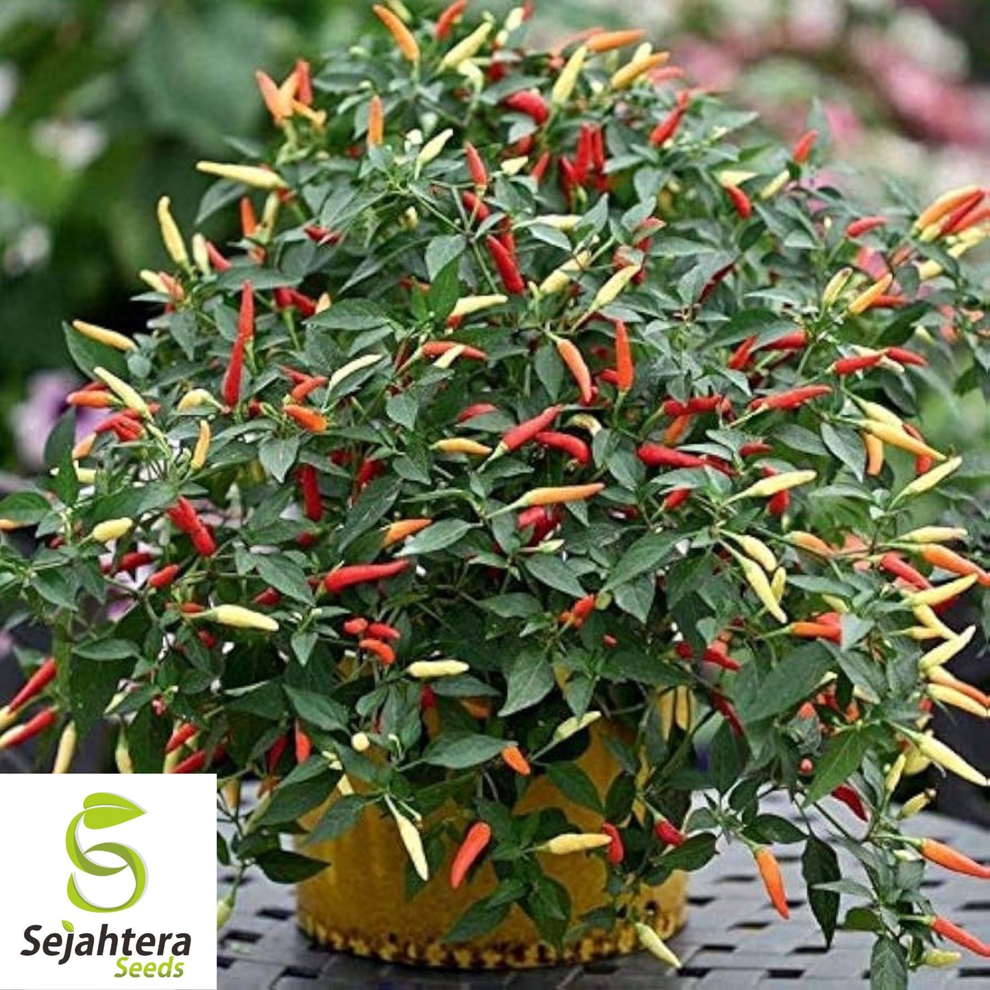 20 Fire Cracker Pepper Seeds - Non-GMO, Ornamental & Spicy Variety