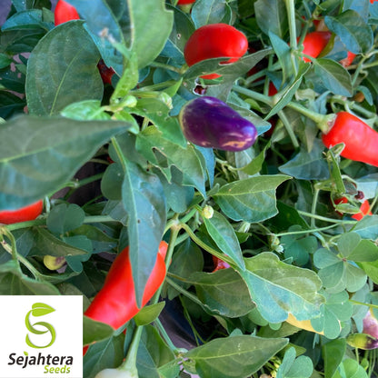 25 Cowhorn Pepper Seeds - Non-GMO, Spicy & Productive Variety