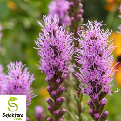 Gayfeather Seeds 100+ | Spiked Liatris Spicata Flower for Butterflies & Bees