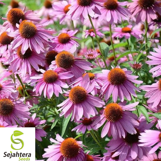 400+ Echinacea Purpurea Seeds - Purple Coneflower, Perennial, Medicinal Herb