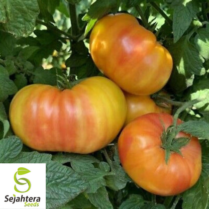 Hillbilly Tomato Seeds - 10+ Heirloom, Organic, Non-GMO & Rare