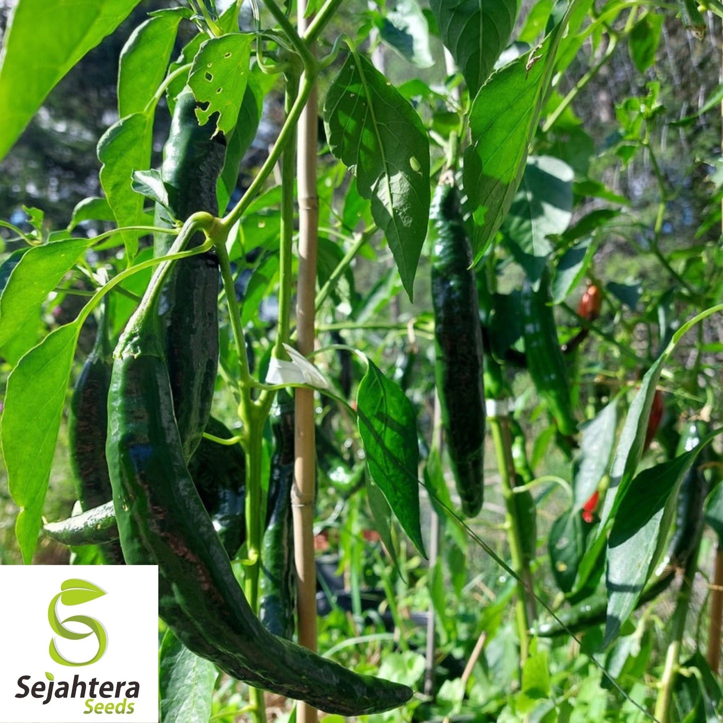 Pasilla Bajio Hot Pepper Seeds 50+ | Heirloom NON-GMO Vegetable USA