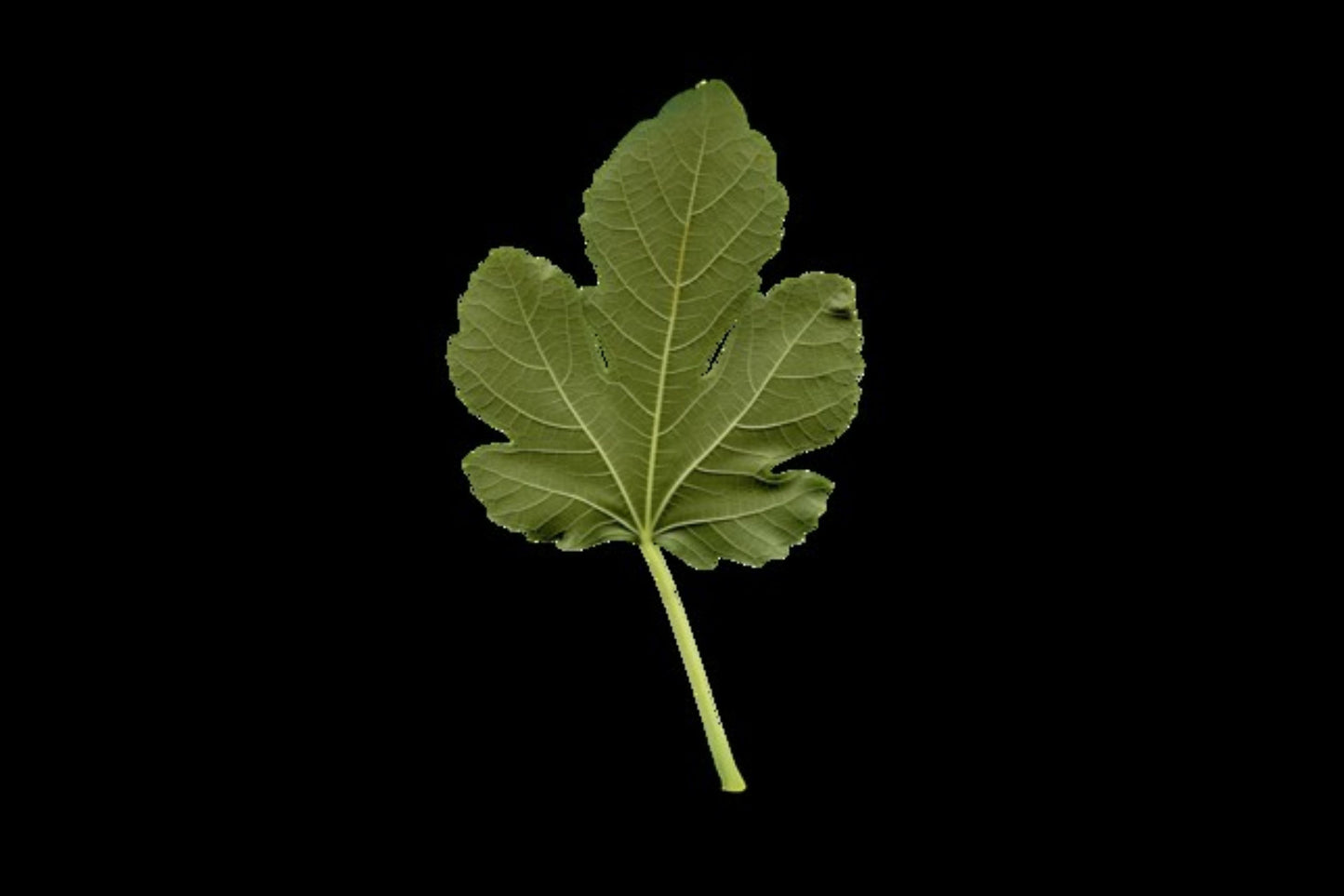 Fresh Organic Fig Leaves 12-Pack - Hand-Picked Kadota Fig Leaves - Perfect for Cooking & Crafting