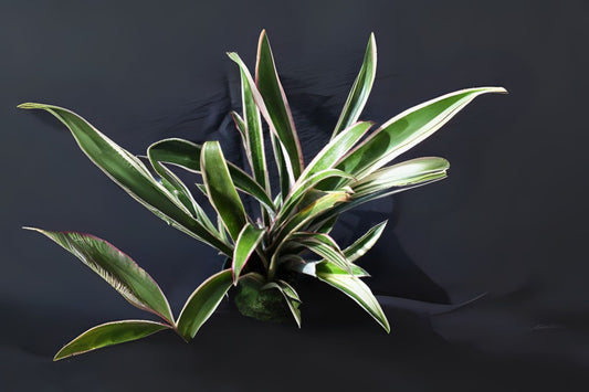 Bromeliad Plant - 1 Live Plant - White Lines Variegated - Billbergia, Vriesea - Tropical Houseplant for Home Decor