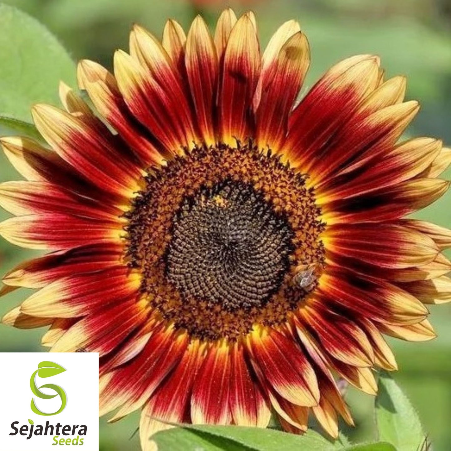 Indian Blanket Sunflower Seeds - 25+ Native Wildflower - Heirloom & Cut Flowers