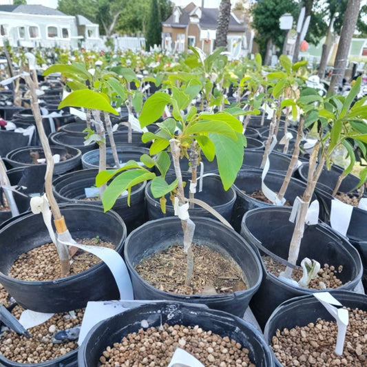 PPC Atemoya – Annona atemoya Live Tropical Fruit Tree | 1 Foot Tall | Shipped in 6 Inch Pot  Custard Apple Hybrid | Sweet Creamy Flavor | Exotic Backyard Favorite