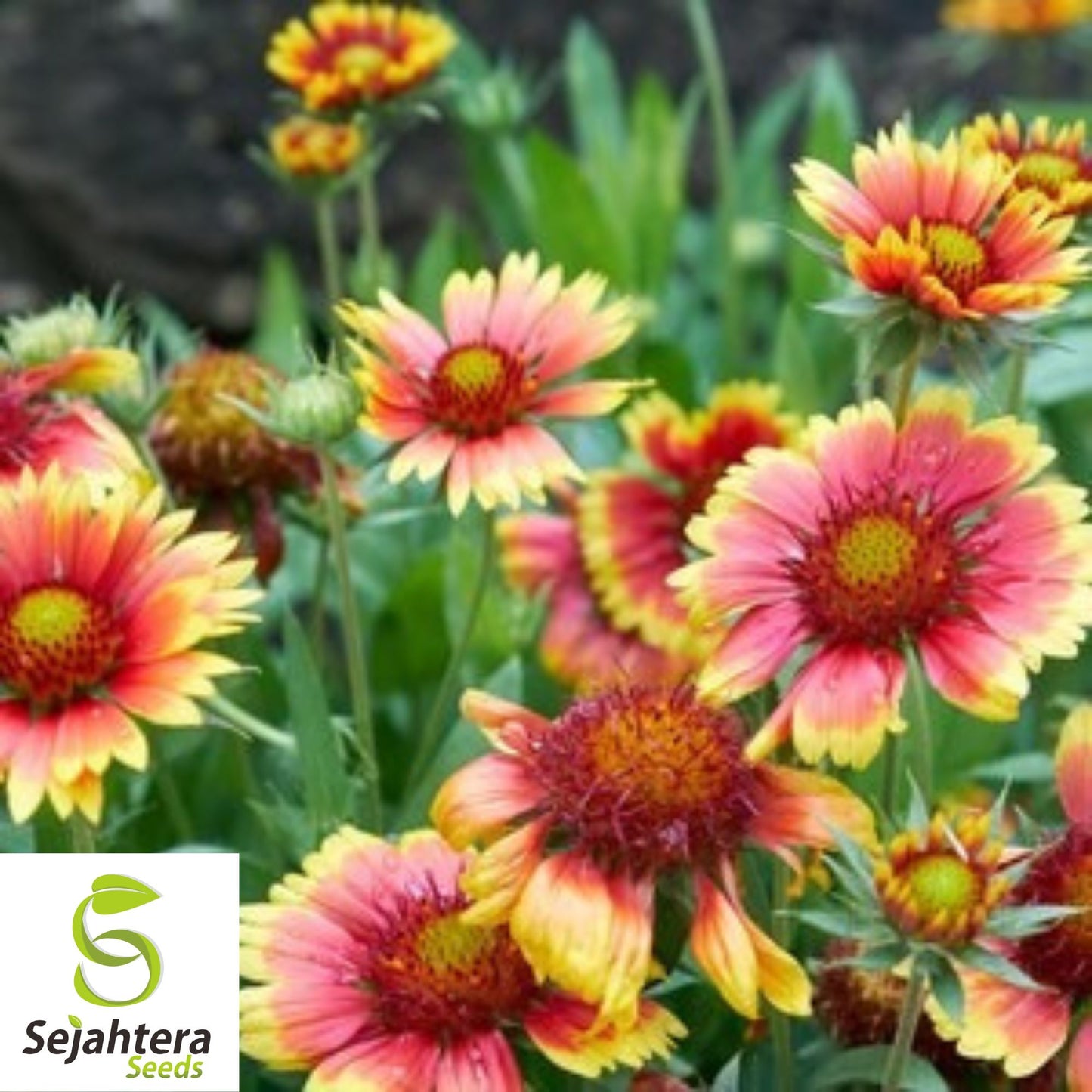 Indian Blanket Flower Seeds - 50+ Heirloom, Perennial, Native Wildflower, Rare