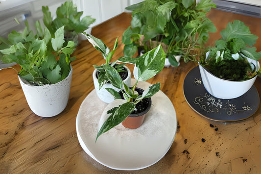 Philodendron White Princess Plant - Rare Tropical Houseplant with Variegated Leaves - Philodendron erubescens
