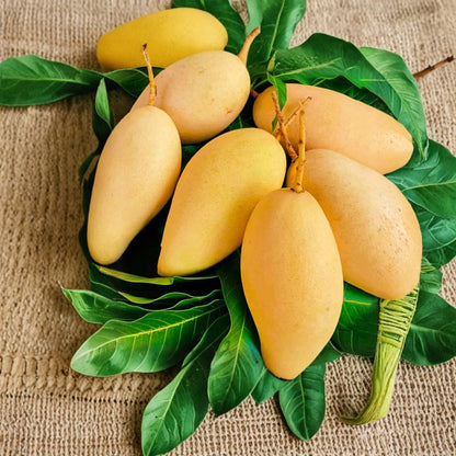 Nam Doc Mai Mango Tree – Mangifera indica Grafted Live Tree | 2–4 Feet Tall | Premium Thai Variety  Fiberless Dessert Mango | Container Friendly | We Ship to CA & PR