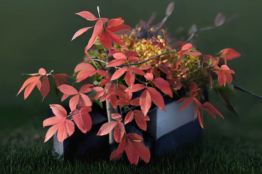 Nikko Maple (ACER maximowiczianum)