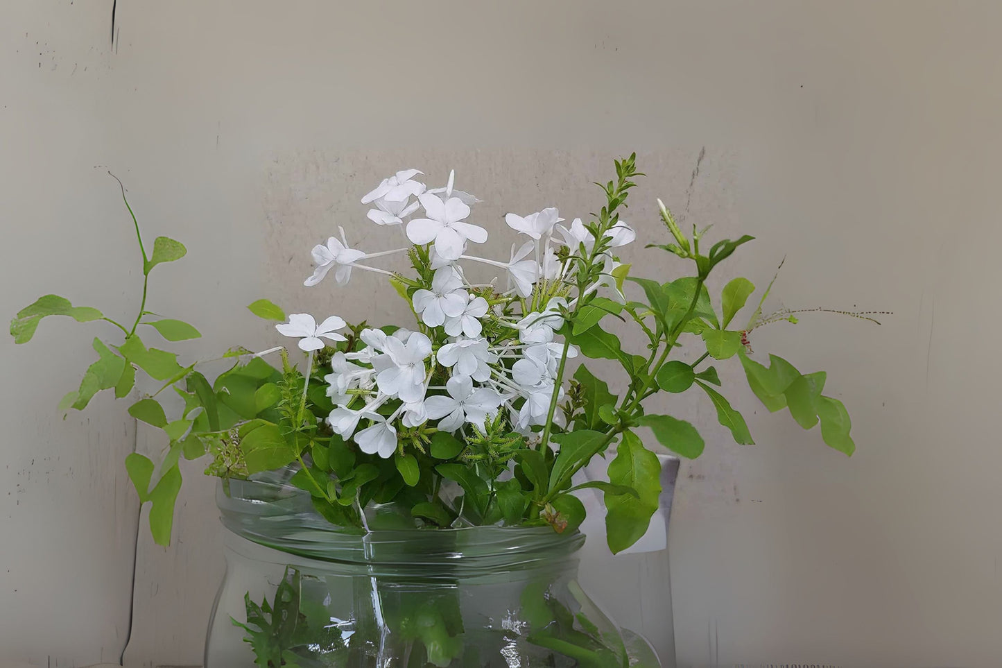 White Plumbago Plant - 1 Gal Live Plant - Plumbago auriculata - Vibrant Sky Flower for Garden - Attracts Butterflies