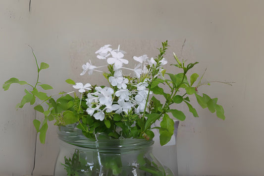 White Plumbago Plant - 1 Gal Live Plant - Plumbago auriculata - Vibrant Sky Flower for Garden - Attracts Butterflies