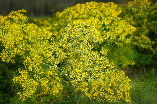 Bouquet Dill (Anethum graveolens var. Bouquet Dill)