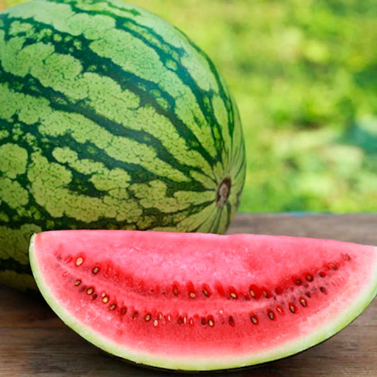 WATERMELON CRIMSON SWEET Citrullus lanatus 2 gram Seeds For Planting