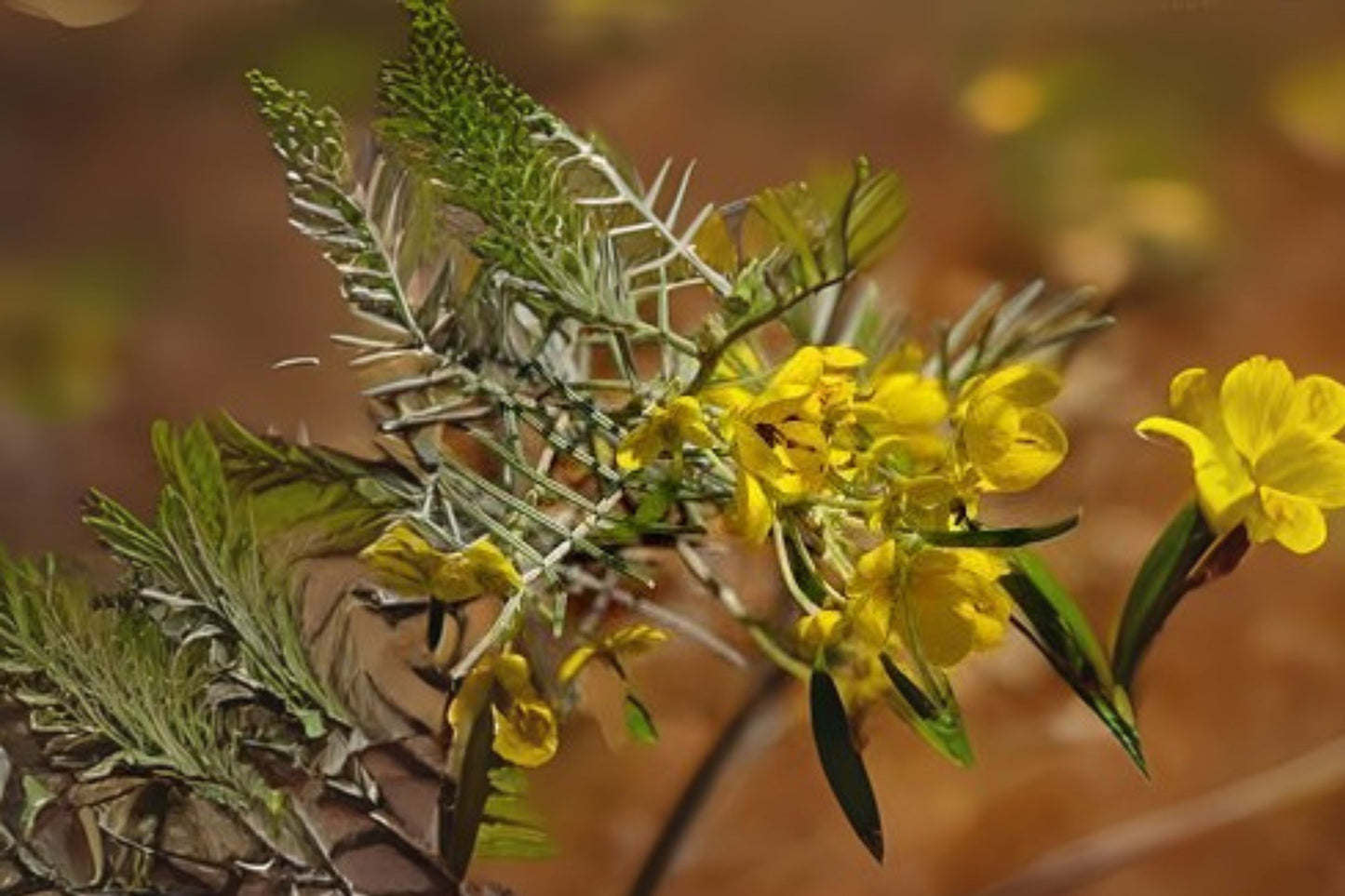 20 Seeds Silver Cassia (Senna artemisioides) - Feathery Leaves & Yellow Flowers - Free Shipping on $35+ Orders